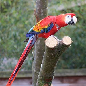 Scarlet macaw