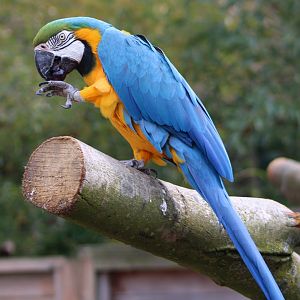 Blue and yellow macaw