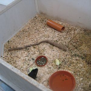 Madsbyparken - Bird house - Guinea pig exhibit #2