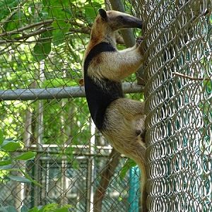 Northern tamandua (Tamandua mexicana)