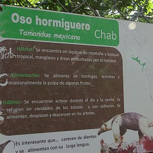 Signage Northern tamandua