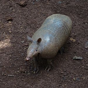 Nine-banded armadillo (Dasypus novemcinctus)