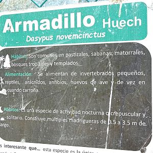 Signage nine-banded armadillo