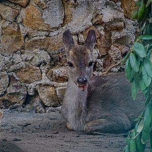 Yucatan brown brocket (Mazama pandora)