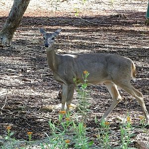 White-tailed deer (Odocoileus virginianus)