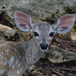 White-tailed deer (Odocoileus virginianus)