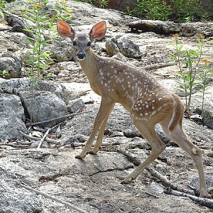 White-tailed deer (Odocoileus virginianus)