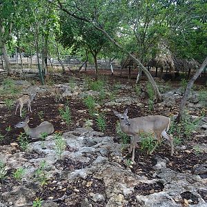 White-tailed deer enclosure