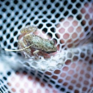 Rio Grande Chirping Frog- (Eleutherodactylus cystignathoides)