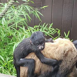 Red-backed bearded saki baby