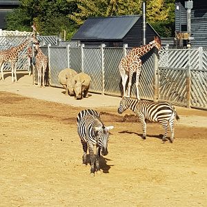 Kingdom of the wild paddock