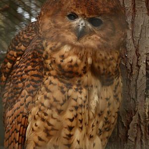 Pel's Fishing Owl (Scotopelia peli) at Zoo Praha - 4th October 2019