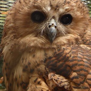 Pel's Fishing Owl (Scotopelia peli) at Zoo Praha - 4th October 2019