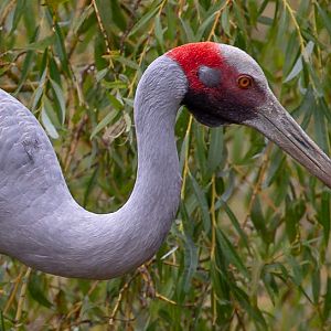 Brolga : Whipsnade : 22 Sep 2019