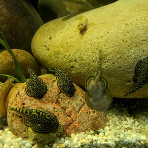 Sewellia lineolata, Rhinogobius duospilus : Whipsnade : 22 Sep 2019
