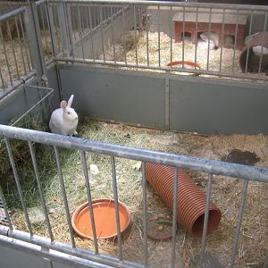 Madsbyparken - Stable building - Rabbit exhibits #2 and #3