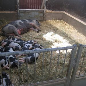 Madsbyparken - Stable building - Pig exhibit
