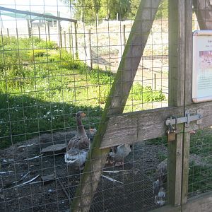 Madsbyparken - Goose exhibit