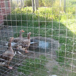 Madsbyparken - Goose exhibit