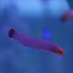 Elongate dottyback - Pseudochromis elongatus