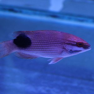 Bodianus bilunulatus