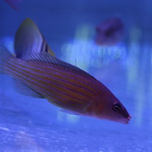 Eight-lined wrasse - Pseudocheilinus octotaenia