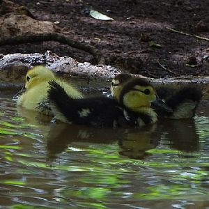 Domesticated muscovy ducklings