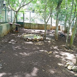 Domesticated muscovy duck enclosure