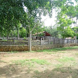 Domesticated horse enclosure