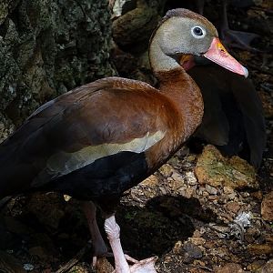 Black-bellied whistling duck (Dendrocygna autumnalis fulgens)