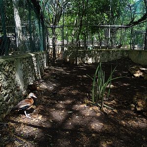 Black-bellied whistling duck enclosure