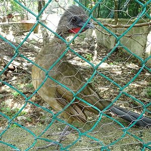 Plain chachalaca (Ortalis vetula)