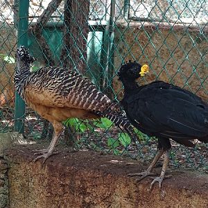 Greater currasow (Crax rubra)