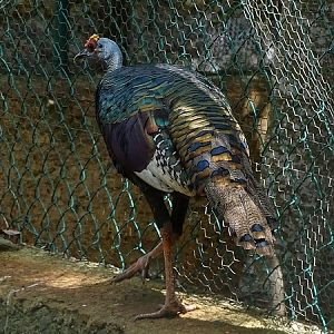Occelated turkey (Meleagris ocellata)