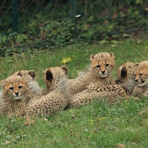 Six Cheetah cubs (September 2019)