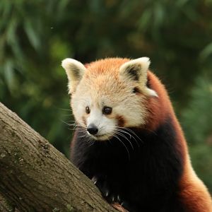 Red Panda (September 2019)