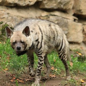 Striped Hyena (September 2019)