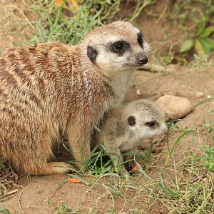 Meerkats (September 2019)