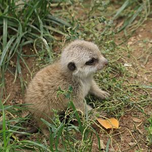 Meerkat Baby (September 2019)