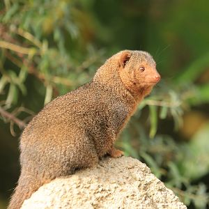 Common Dwarf Mongoose (September 2019)