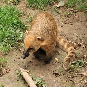 South American coati (September 2019)