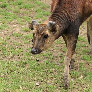 Visayan spotted deer (September 2019)