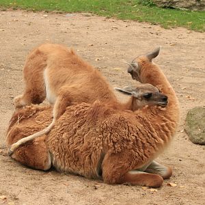 Guanakos (September 2019)