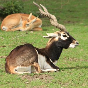Blackbuck (September 2019)