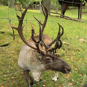 Reindeer (September 2019)