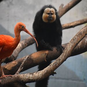 Scarlet ibis & White-faced saki