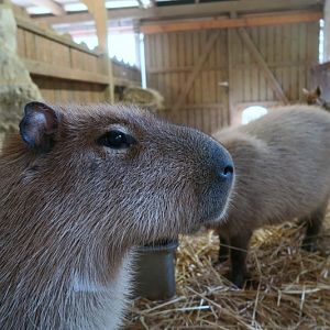 Capybaras inside their stable