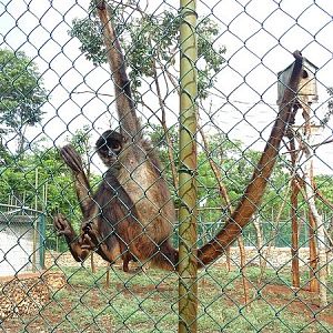 Black-handed spider monkey (Ateles geoffroyi)