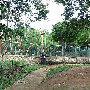 Black-handed spider monkey enclosure