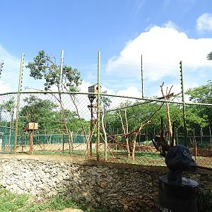 Black-handed spider monkey enclosure